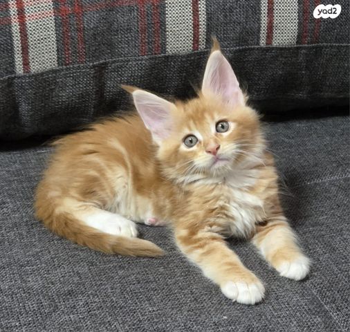 חתול מיין קון