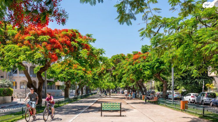 לב תל אביב, לב העיר צפון