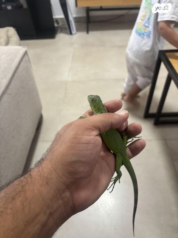 תמונת מודעה - חיות מחמד