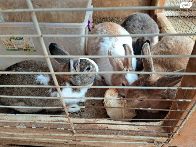 תמונת מודעה - חיות מחמד