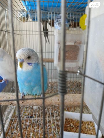 תמונת מודעה - חיות מחמד