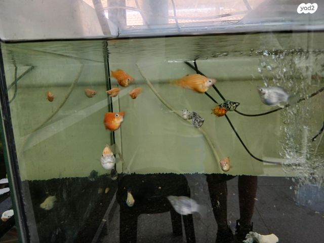 תמונת מודעה - חיות מחמד