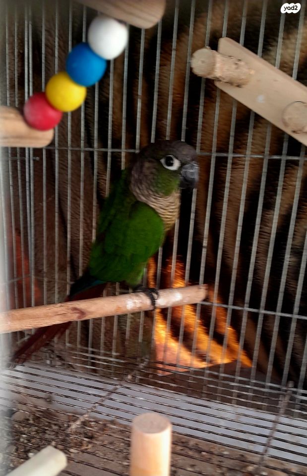 תמונת מודעה - חיות מחמד