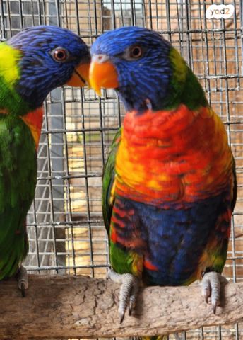 תמונת מודעה - חיות מחמד