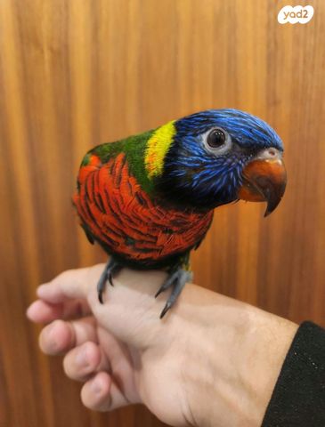 תמונת מודעה - חיות מחמד