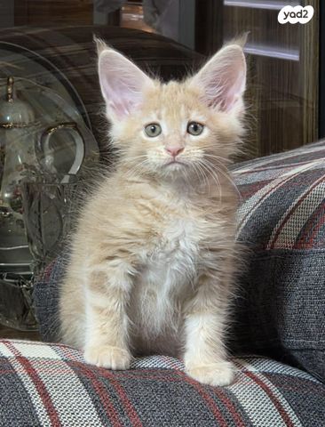 חתול מיין קון