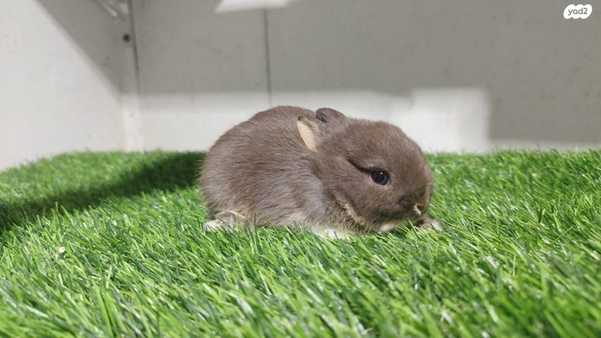 מכרסם ארנב ננסי