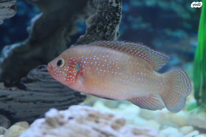 דג ציקלידים