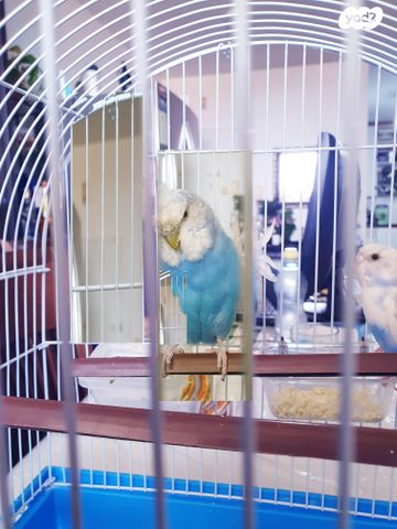 תמונת מודעה - חיות מחמד