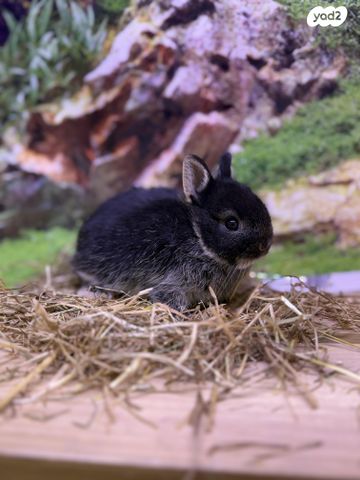 תמונת מודעה - חיות מחמד