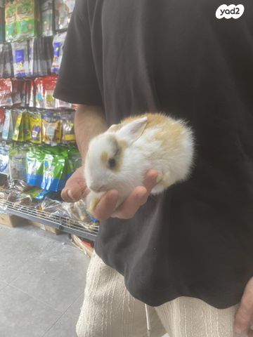 תמונת מודעה - חיות מחמד