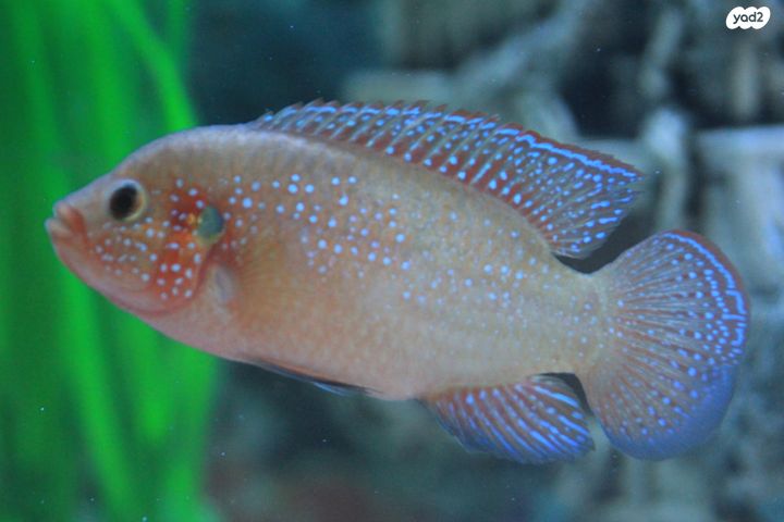 תמונת מודעה - חיות מחמד