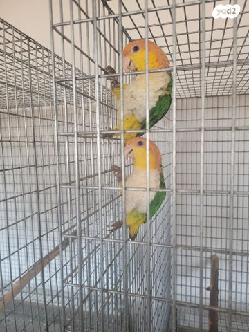 תמונת מודעה - חיות מחמד