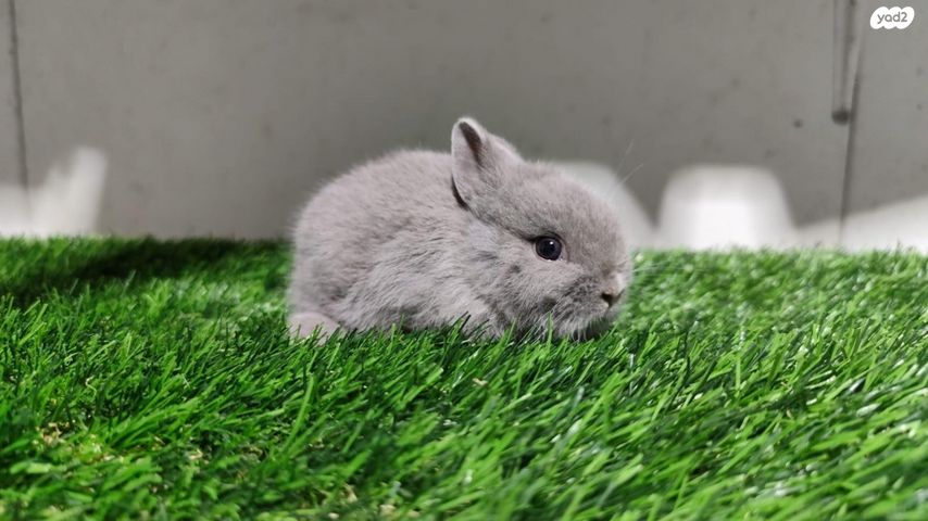 מכרסם ארנב ננסי