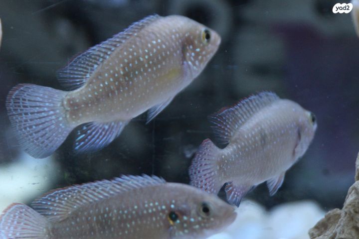 דג ציקלידים