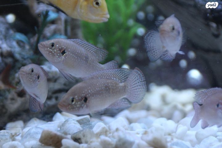 דג ציקלידים