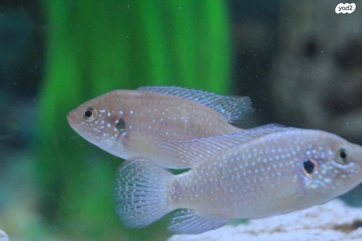 דג ציקלידים