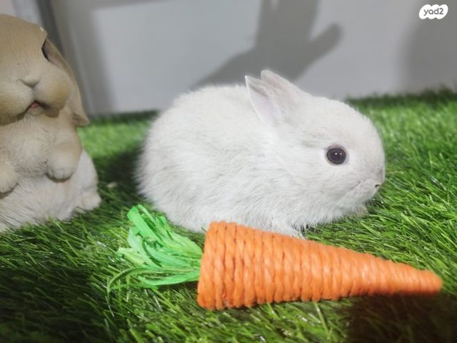 מכרסם ארנב ננסי