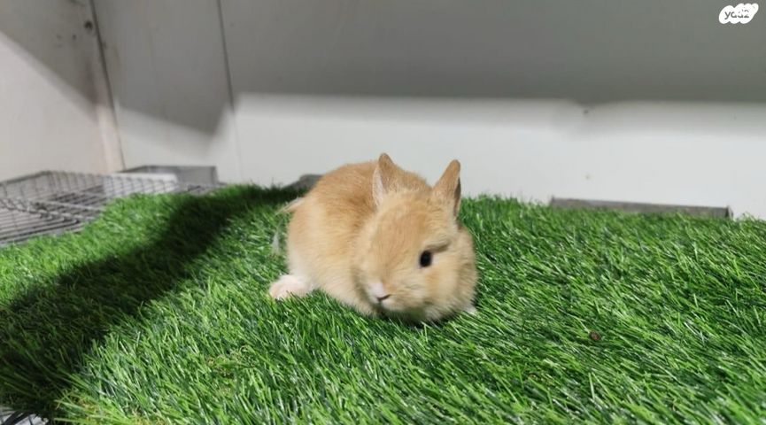 מכרסם ארנב ננסי