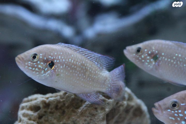 דג ציקלידים