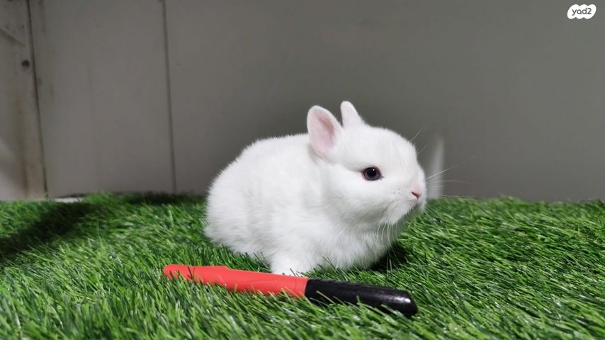 מכרסם ארנב ננסי