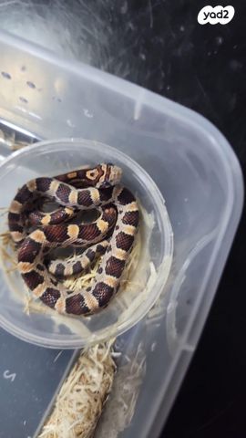 זוחל כרכן תירס