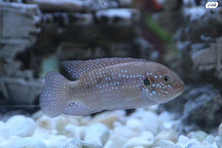 דג ציקלידים