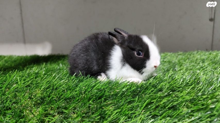 מכרסם ארנב ננסי