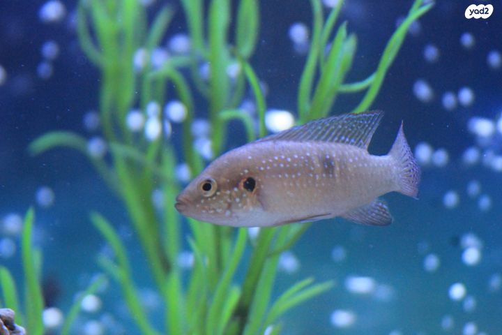 דג ציקלידים