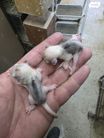 תמונת מודעה - חיות מחמד