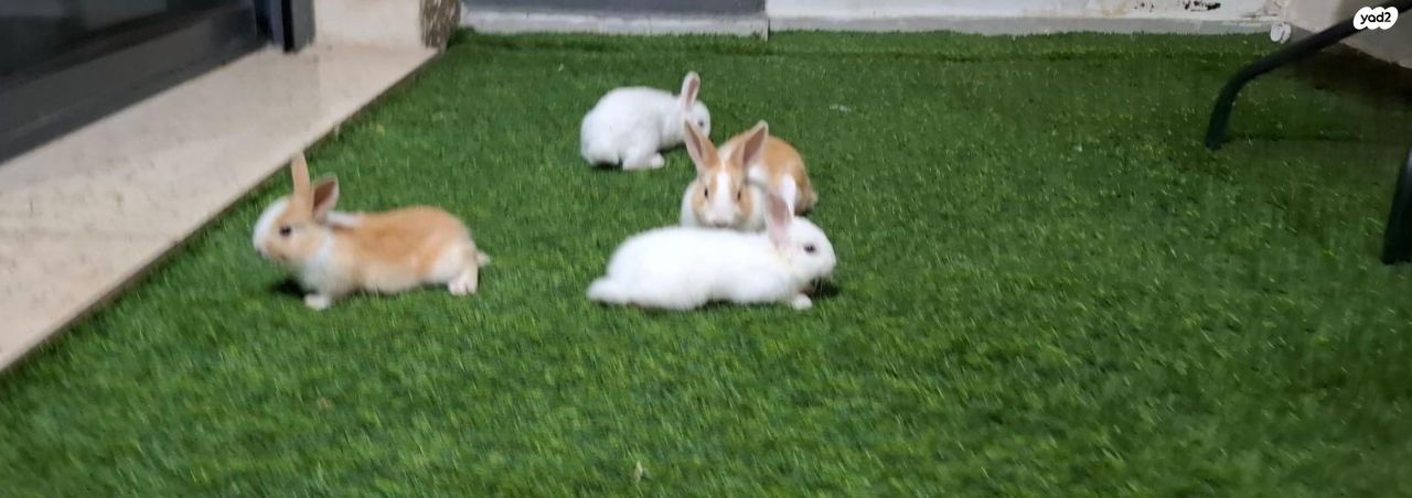 תמונת מודעה - חיות מחמד