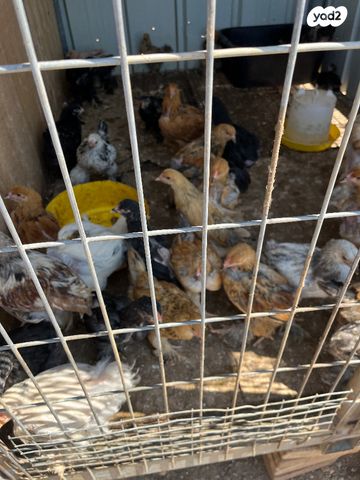 תמונת מודעה - חיות מחמד