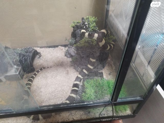 תמונת מודעה - חיות מחמד