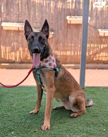 תמונת מודעה - חיות מחמד