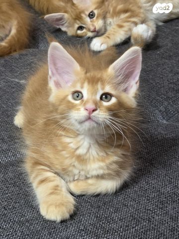 חתול מיין קון