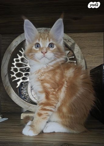 חתול מיין קון