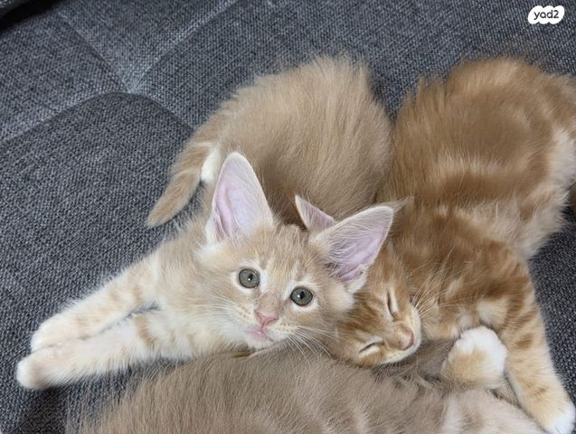 חתול מיין קון