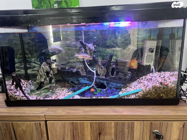 תמונת מודעה - חיות מחמד