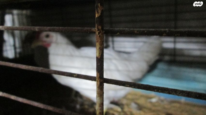 תמונת מודעה - חיות מחמד