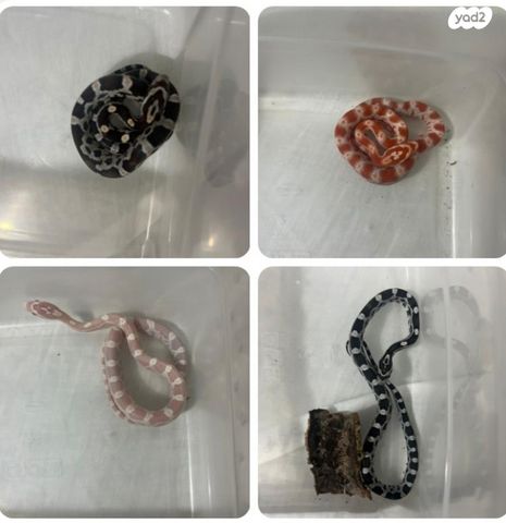 תמונת מודעה - חיות מחמד