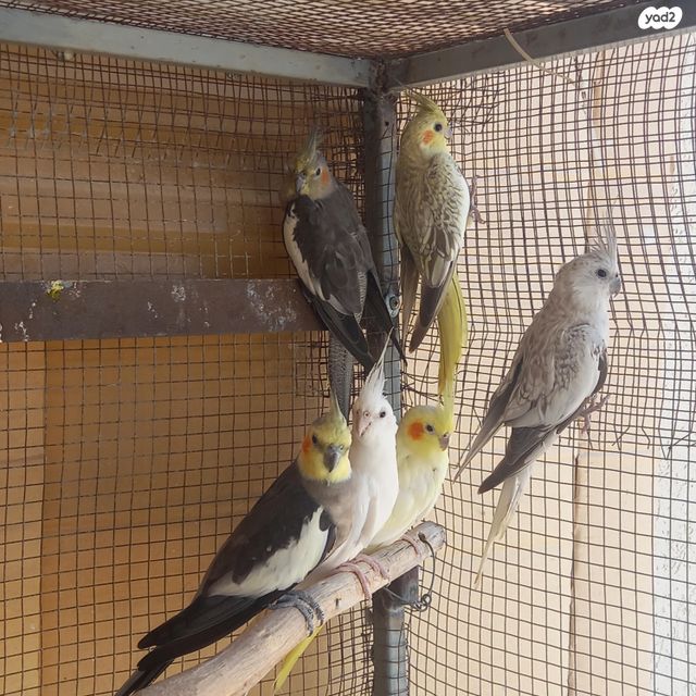 תמונת מודעה - חיות מחמד