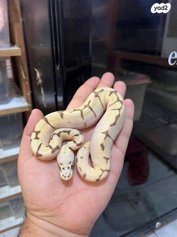 תמונת מודעה - חיות מחמד