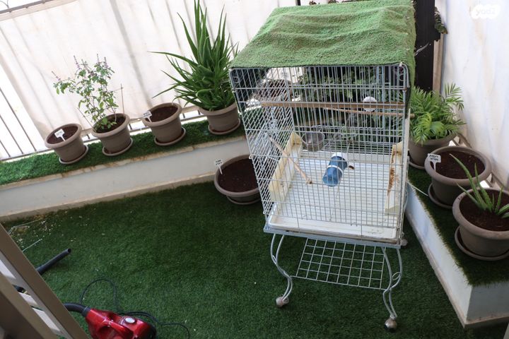 תמונת מודעה - חיות מחמד