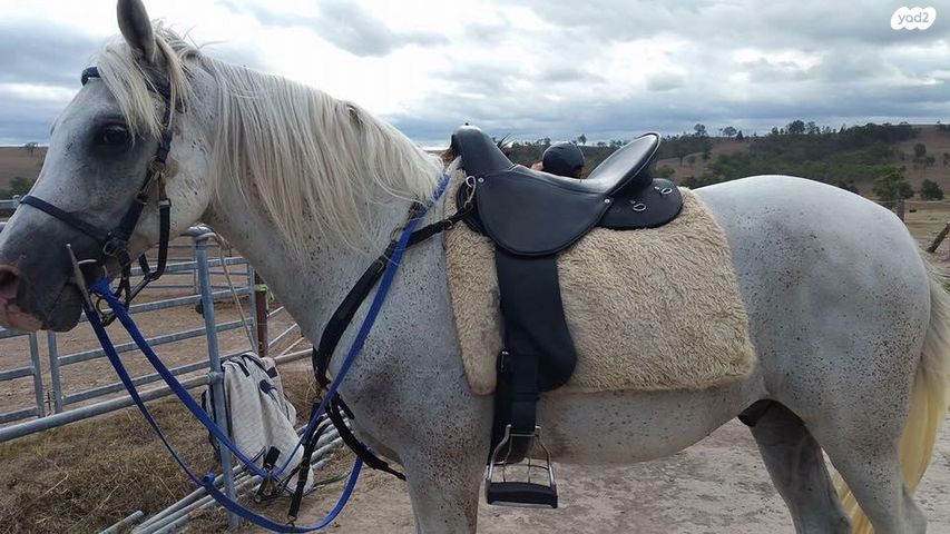 תמונת מודעה - חיות מחמד
