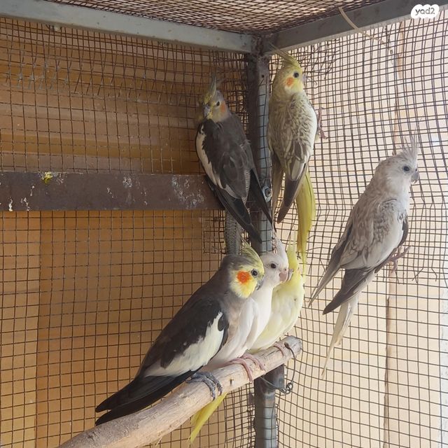 תוכי קוקוטייל