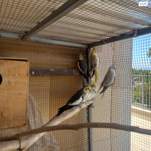 תוכי קוקוטייל