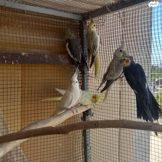 תוכי קוקוטייל