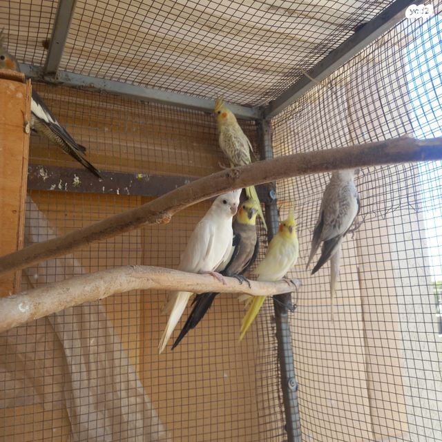 תוכי קוקוטייל