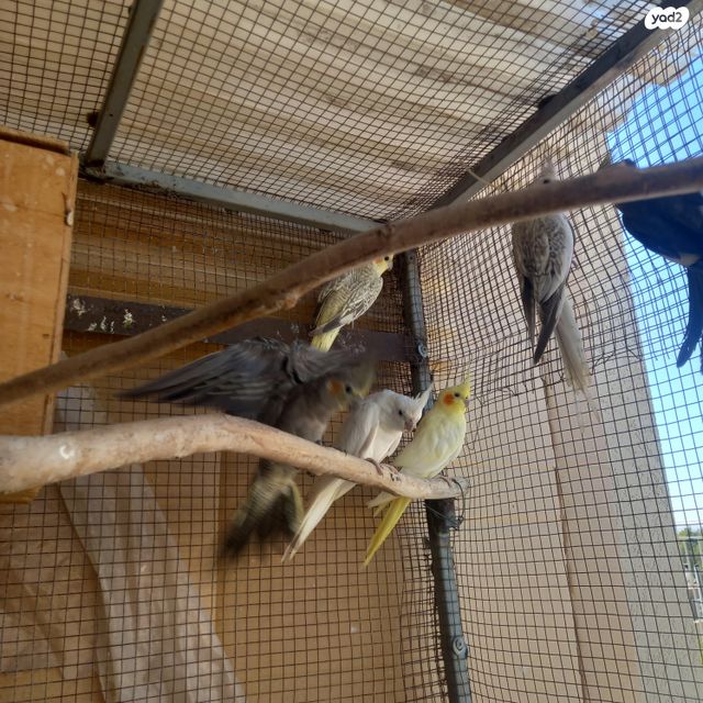 תוכי קוקוטייל