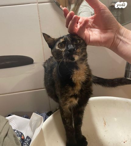 תמונת מודעה - חיות מחמד